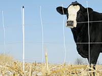 Electric Fence for Cattle