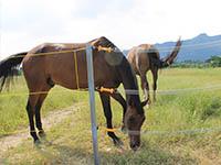 Horse Fencing