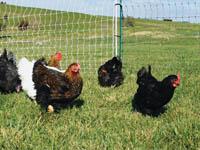 Electric Fence for Poultry