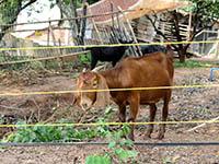 Electric Fence for Sheep & Goat